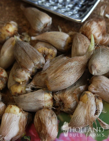 Menu Mixed Freesia Value Bag 4 Menu Mixed Freesia Value Bag - Image 2