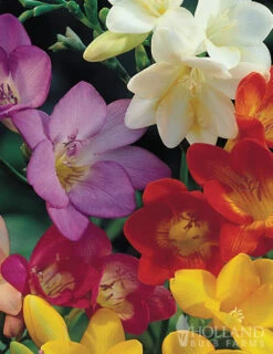 Menu Mixed Freesia Value Bag 8 Menu Mixed Freesia Value Bag -Holland Bulb Farms 78134 mixed freesia value bag 3