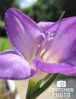 Menu Mixed Freesia Value Bag 9 Menu Mixed Freesia Value Bag -Holland Bulb Farms 78134 mixed freesia value bag 4