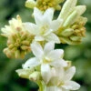 Menu The Pearl Double Flowering Tuberosa -Holland Bulb Farms 78140 the pearl double flowering tuberosa 1