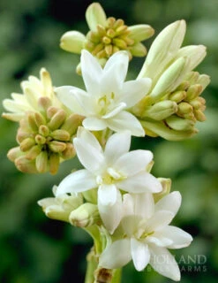 Menu The Pearl Double Flowering Tuberosa