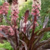Menu Sparkling Burgundy Pineapple Lily -Holland Bulb Farms 78144