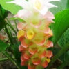 Menu Manee Siam Curcuma -Holland Bulb Farms 78170 manee siam curcuma 1