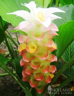 Menu Curcuma Collection -Holland Bulb Farms 78170 manee siam curcuma