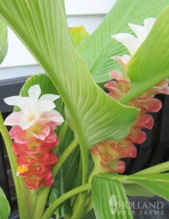 Menu Curcuma Collection -Holland Bulb Farms 78170 manee siam curcuma 3