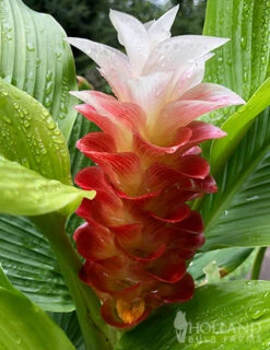 Menu Curcuma Collection -Holland Bulb Farms 78170 manee siam curcuma 4