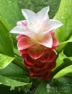 Menu Curcuma Collection -Holland Bulb Farms 78170 manee siam curcuma 5