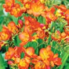 Menu Orange Freesia -Holland Bulb Farms 78173 orange freesia
