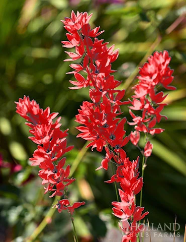 Menu Red Ixia 3 Menu Red Ixia