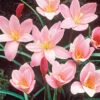 Menu Pink Fairy Lilies -Holland Bulb Farms 78180 pink fairy lilies 2