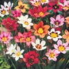 Menu Harlequin Flowers -Holland Bulb Farms 78181 harlequin flowers 1