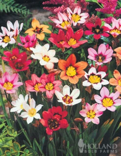 Menu Fairy Flower Collection -Holland Bulb Farms 78181 harlequin flowers