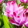 Menu Sweet Rosy Curcuma 2 Menu Sweet Rosy Curcuma -Holland Bulb Farms 78182 sweet rosy curcuma 2 1