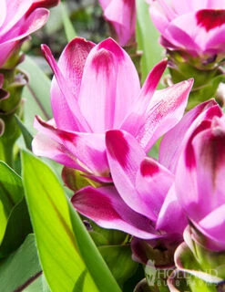 Menu Curcuma Collection -Holland Bulb Farms 78182 sweet rosy curcuma 2