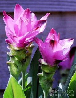 Menu Curcuma Collection -Holland Bulb Farms 78182 sweet rosy curcuma