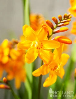 Menu Sunglow Crocosmia -Holland Bulb Farms 78183 sunglow crocosmia 2