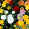 Menu Ranunculus Mix -Holland Bulb Farms 78185 rununculus mix