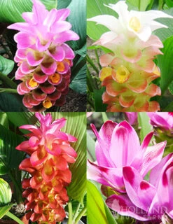 Menu Curcuma Collection