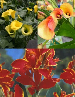 Menu Bridget's Sultry Sun Plant Trio