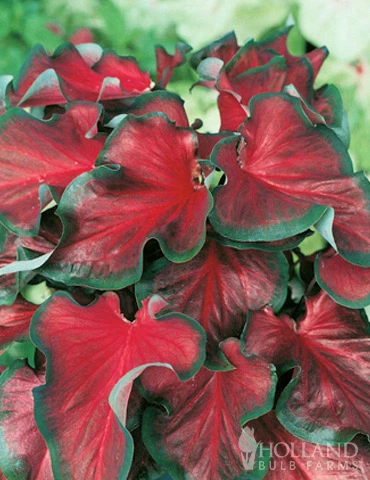 Menu Bridgets Apricot Shade Trio 4 Menu Bridgets Apricot Shade Trio - Image 2