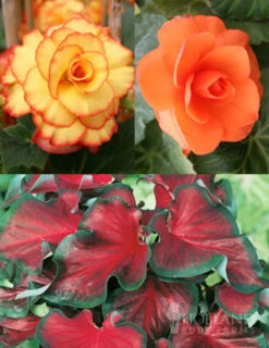 Menu Bridgets Apricot Shade Trio