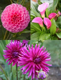 Menu Bridget's Purple Passion Trio