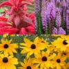 Menu Bridget's Vibrant Sun Perennial Trio -Holland Bulb Farms 79156 bridgets vibrant sun perennial trio