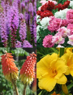 Menu Ultimate Sun Perennial Value Collection