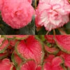Menu Fancy Frills Pink Shade Patio Collection -Holland Bulb Farms 79178 fancy frills pink shade patio collection