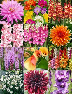 Menu Summer Cut Flower Garden