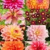 Menu Shimmering Sunset Dahlia Collection -Holland Bulb Farms 79201 shimmering sunset dahlia collection