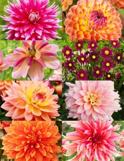 Menu Shimmering Sunset Dahlia Collection