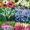 Menu Essential Perennial Garden Collection -Holland Bulb Farms 792060 essential perennial garden collection