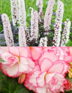 Menu Twilight And Light Shade Garden Collection