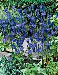 Menu 90 Summer Blooming Flowers Collection -Holland Bulb Farms 79219 all seasons garden 2 1