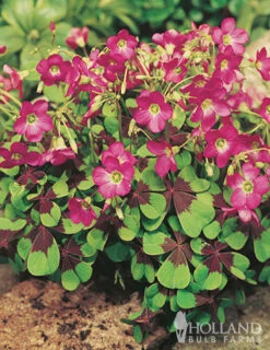 Menu 90 Summer Blooming Flowers Collection -Holland Bulb Farms 79219 all seasons garden 3 1