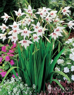 Menu All Seasons Garden -Holland Bulb Farms 79219 all seasons garden 4