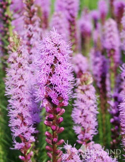 Menu 90 Summer Blooming Flowers Collection -Holland Bulb Farms 79219 all seasons garden 6 1