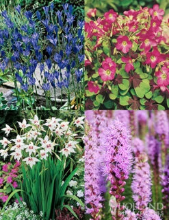 Holland Bulb Farms -Holland Bulb Farms 79219 all seasons garden 7 1