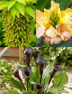 Menu Deer Resistant Container Garden Collection