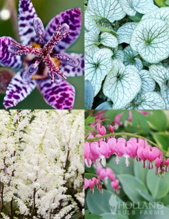 Menu Deer Resistant Shade Garden Collection