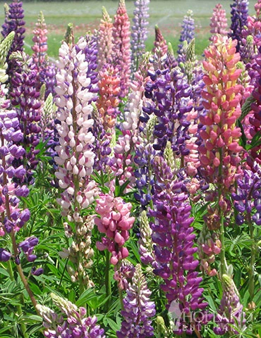 Menu Perennial Flower Bonanza Collection 8 Menu Perennial Flower Bonanza Collection - Image 6