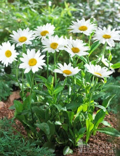 Menu Perennial Flower Bonanza Collection 13 Menu Perennial Flower Bonanza Collection -Holland Bulb Farms 79225 perennial flower bonanza collection 3