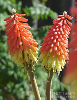 Menu Perennial Flower Bonanza Collection 12 Menu Perennial Flower Bonanza Collection -Holland Bulb Farms 79225 perennial flower bonanza collection 4