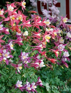 Menu Perennial Flower Bonanza Collection 11 Menu Perennial Flower Bonanza Collection -Holland Bulb Farms 79225 perennial flower bonanza collection 5