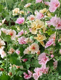 Menu Perennial Flower Bonanza Collection 15 Menu Perennial Flower Bonanza Collection -Holland Bulb Farms 79225 perennial flower bonanza collection 7