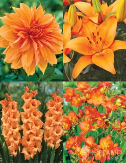 Menu 90 Summer Blooming Flowers Collection -Holland Bulb Farms 79227 holland orange pride collection 1