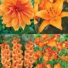 Menu Holland Orange Pride Garden -Holland Bulb Farms 79227 holland orange pride collection