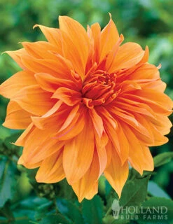 Menu 90 Summer Blooming Flowers Collection -Holland Bulb Farms 79227 holland orange pride collection 2 1