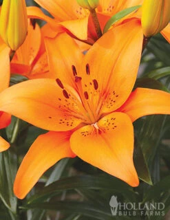 Menu 90 Summer Blooming Flowers Collection -Holland Bulb Farms 79227 holland orange pride collection 3 1